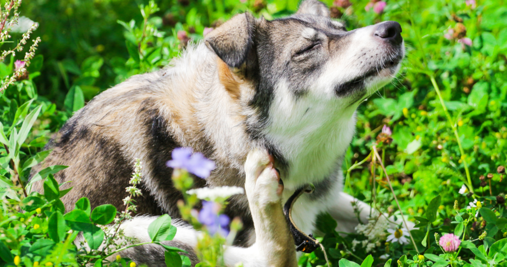 Mijten hond behandelen: zo herken je het en pak je het goed aan