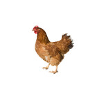 Deals voor je erfdier