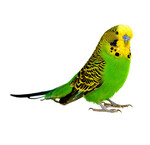 Deals voor je vogel