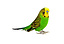 Deals voor je vogel