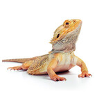 Deals voor je reptiel