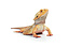 Deals voor je reptiel