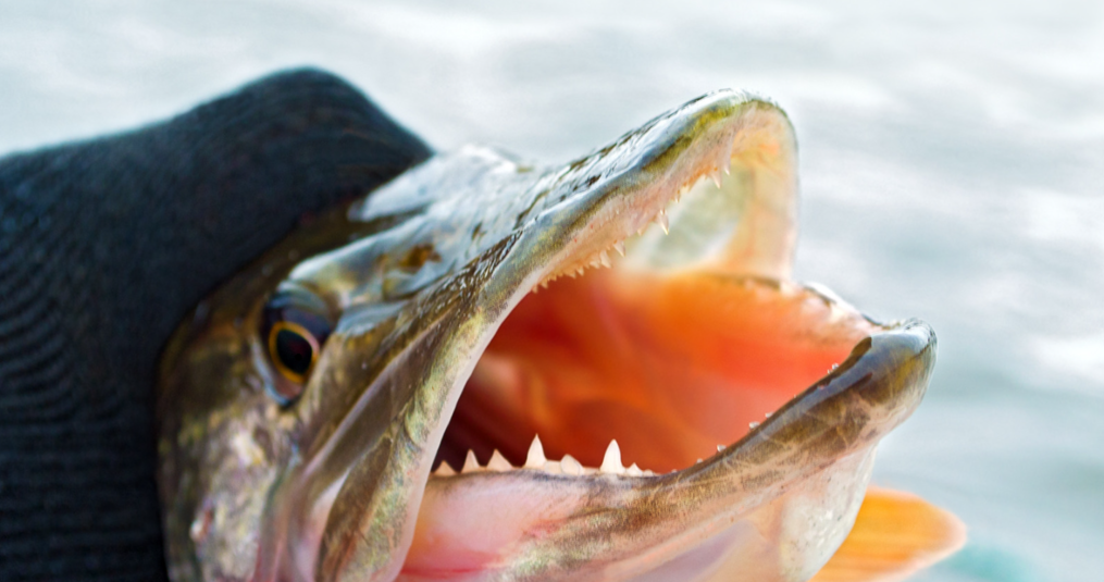 Kieuwgreep snoek: zo doe je het veilig en correct