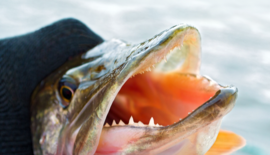 Kieuwgreep snoek: zo doe je het veilig en correct