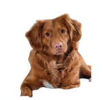 Deals voor je hond