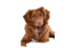 Deals voor je hond