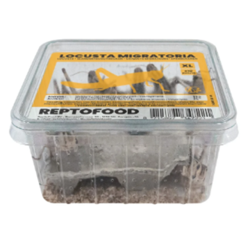 Reptofood Reptofood Sprinkhanen Volwassen Bakje