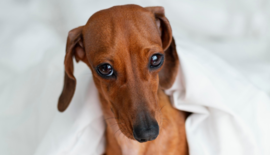 Spoelworm hond: symptomen, risico’s en wat je eraan kunt doen