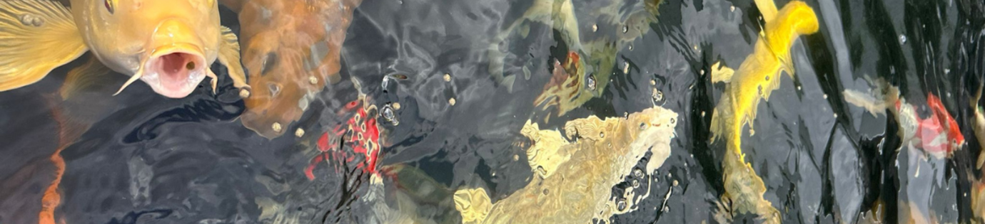 Koi karpers voeren: alles wat je moet weten voor gezonde en mooie vissen