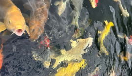 Koi karpers voeren: alles wat je moet weten voor gezonde en mooie vissen