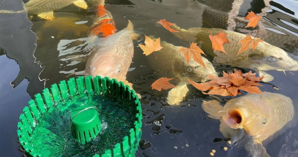 Onderhoud vijver in de herfst: houd je vijver gezond, schoon en helder