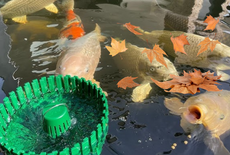 Onderhoud vijver in de herfst: houd je vijver gezond, schoon en helder