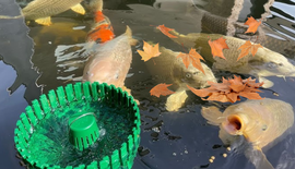 Onderhoud vijver in de herfst: houd je vijver gezond, schoon en helder