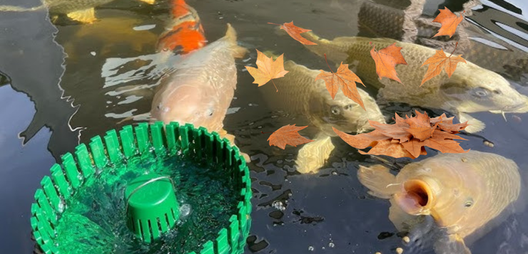 Onderhoud vijver in de herfst: houd je vijver gezond, schoon en helder