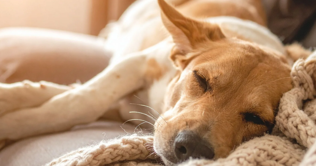 Lintworm bij honden: symptomen, herkenning en behandeling