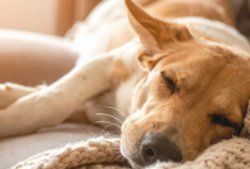 Lintworm bij honden: symptomen, herkenning en behandeling