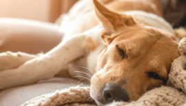 Lintworm bij honden: symptomen, herkenning en behandeling