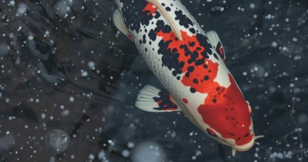 Je vijver winterklaar maken? Zo doe je dat stap voor stap