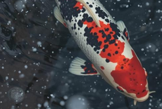 Je vijver winterklaar maken? Zo doe je dat stap voor stap