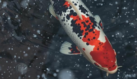 Je vijver winterklaar maken? Zo doe je dat stap voor stap