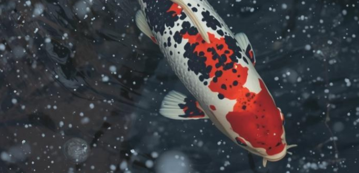 Je vijver winterklaar maken? Zo doe je dat stap voor stap