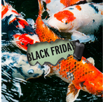 Black Friday - Koi en Vijver