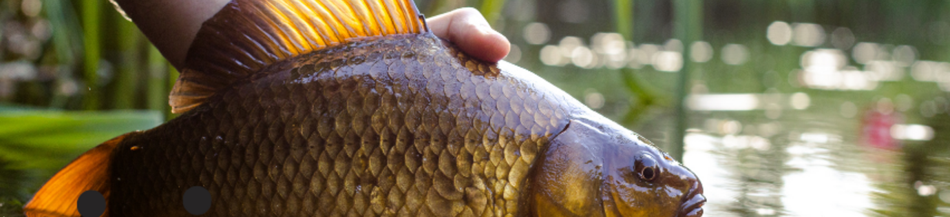 Karpervissen voor beginners: alles wat je moet weten om te starten