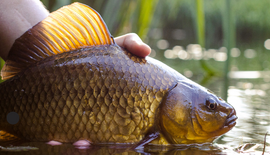 Karpervissen voor beginners: alles wat je moet weten om te starten