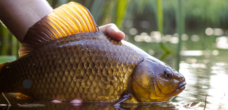 Karpervissen voor beginners: alles wat je moet weten om te starten