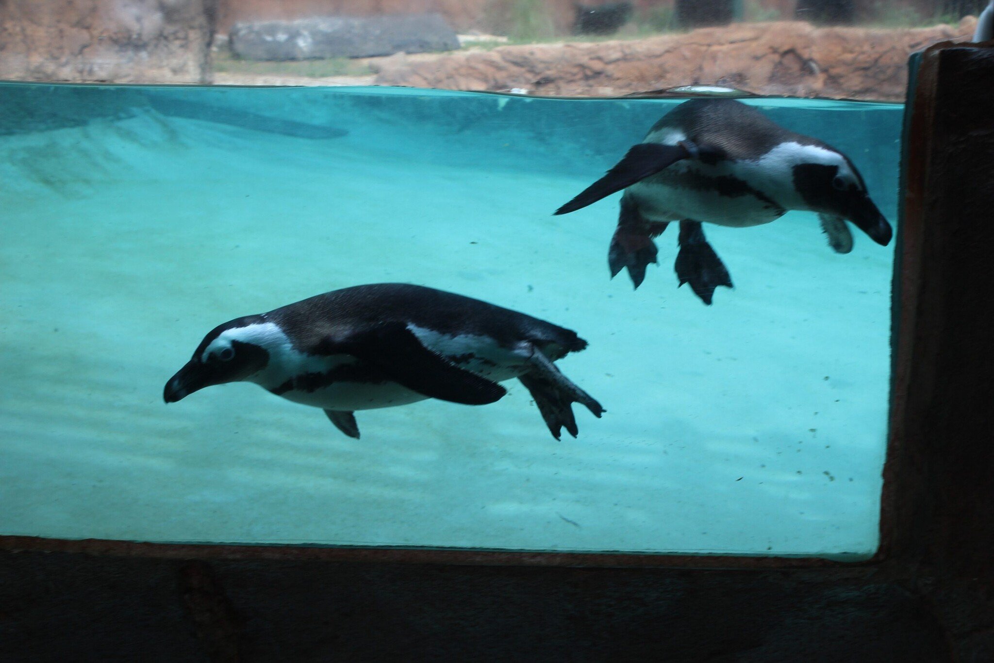 Topstore vijverspecialist bassin pinguïn