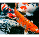 Deals voor je koi- en vijver