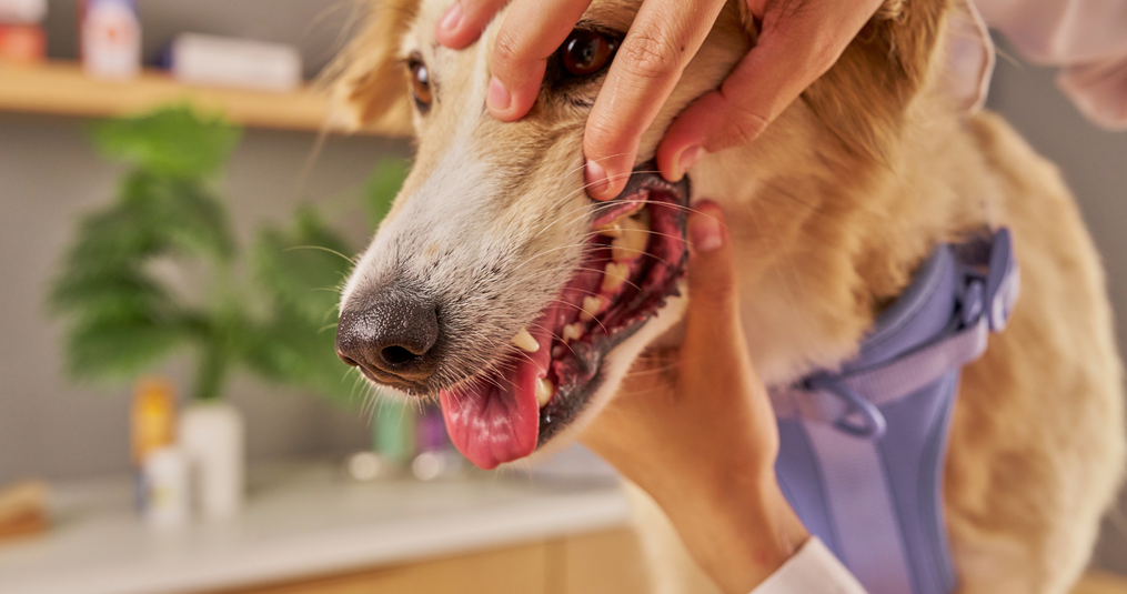 Gebitsverzorging hond begint bij dagelijkse aandacht