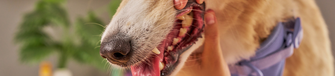 Gebitsverzorging hond begint bij dagelijkse aandacht