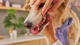 Gebitsverzorging hond begint bij dagelijkse aandacht