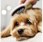Borstels en kammen voor honden