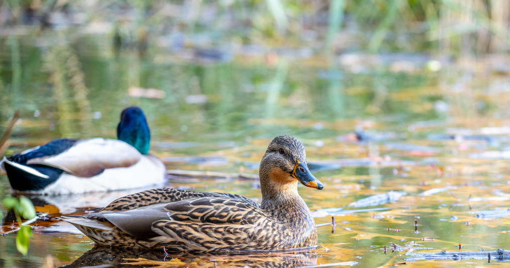 Hoe kun je effectief eenden weghouden uit je vijver?