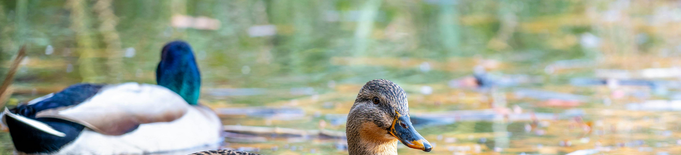 Hoe kun je effectief eenden weghouden uit je vijver?