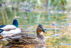 Hoe kun je effectief eenden weghouden uit je vijver?