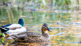 Hoe kun je effectief eenden weghouden uit je vijver?