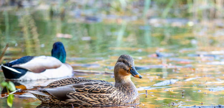Hoe kun je effectief eenden weghouden uit je vijver?