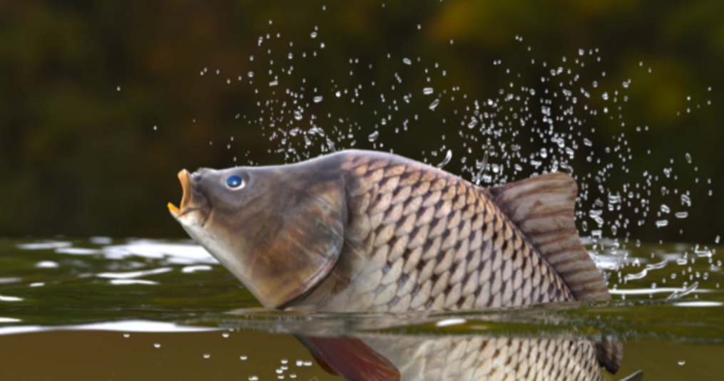Karpers soorten: de verschillen van vijver tot viswater