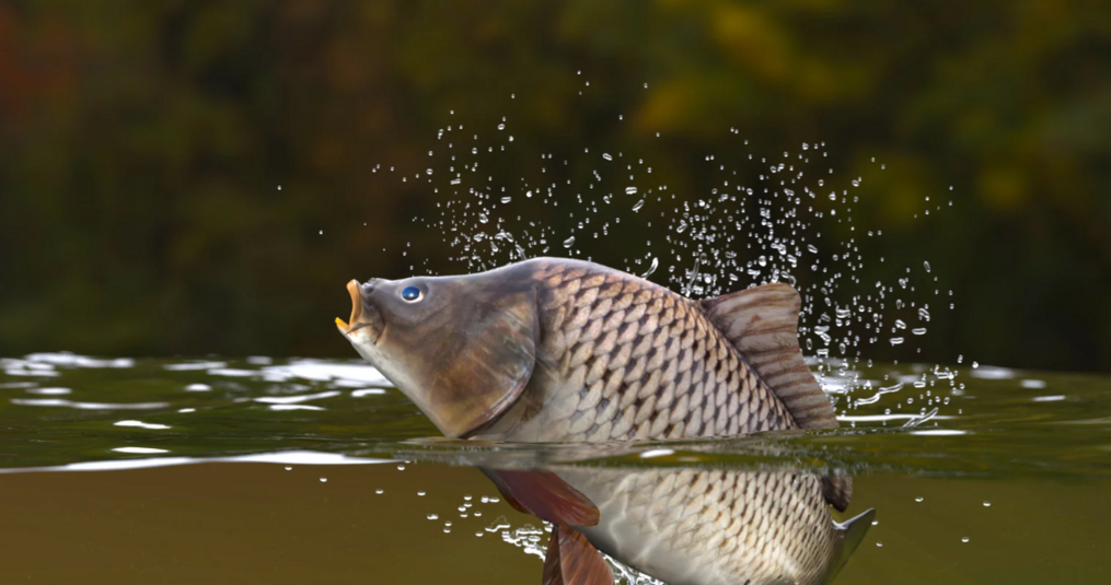Karpersoorten: de verschillen van vijver tot viswater