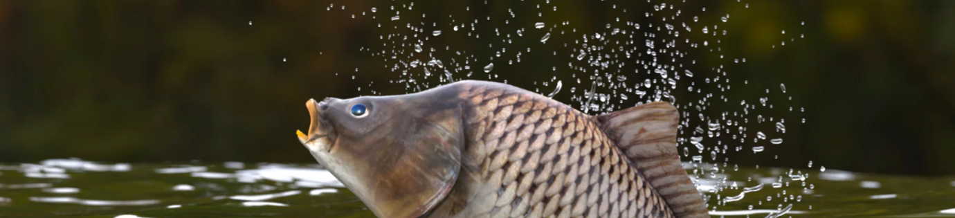 Karpersoorten: de verschillen van vijver tot viswater
