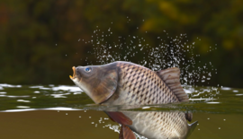Karpersoorten: de verschillen van vijver tot viswater