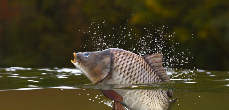 Karpersoorten: de verschillen van vijver tot viswater