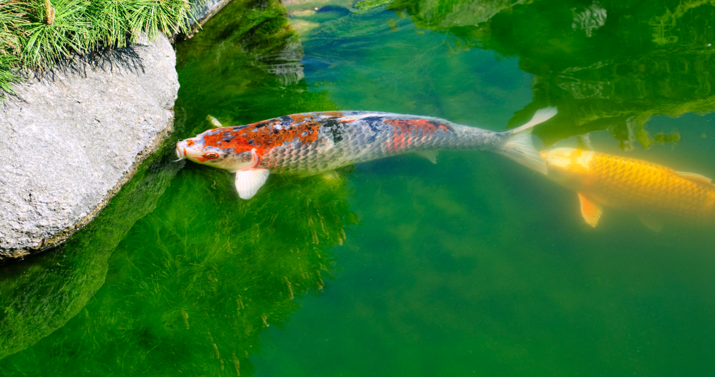 Water in vijver is groen, wat nu?