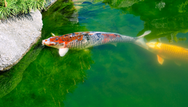 Water in vijver is groen, wat nu?