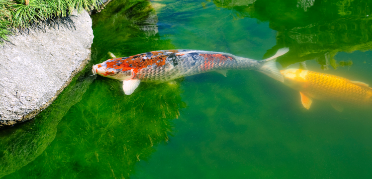 Water in vijver is groen, wat nu?