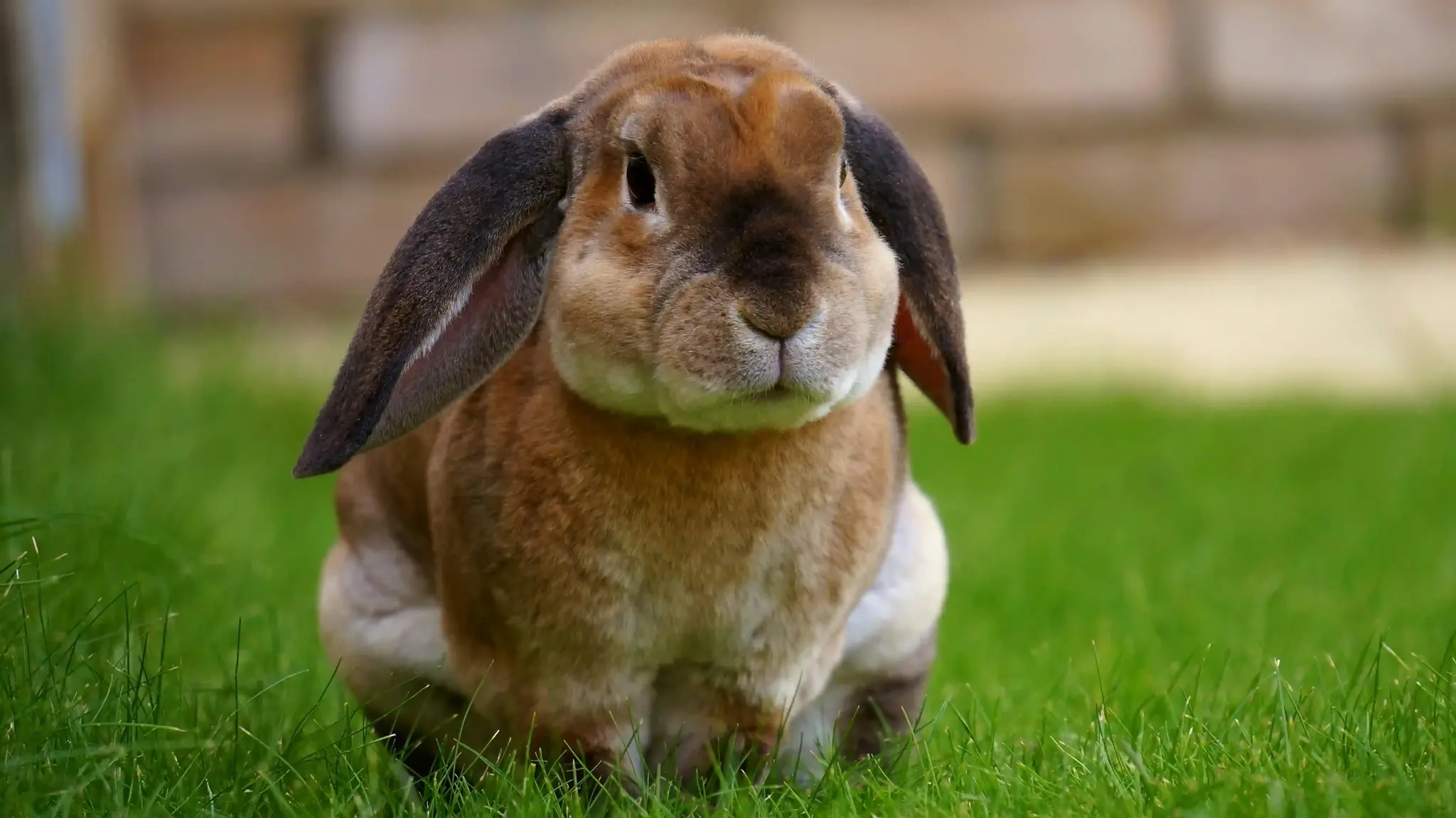 Dierenwinkel Bakel