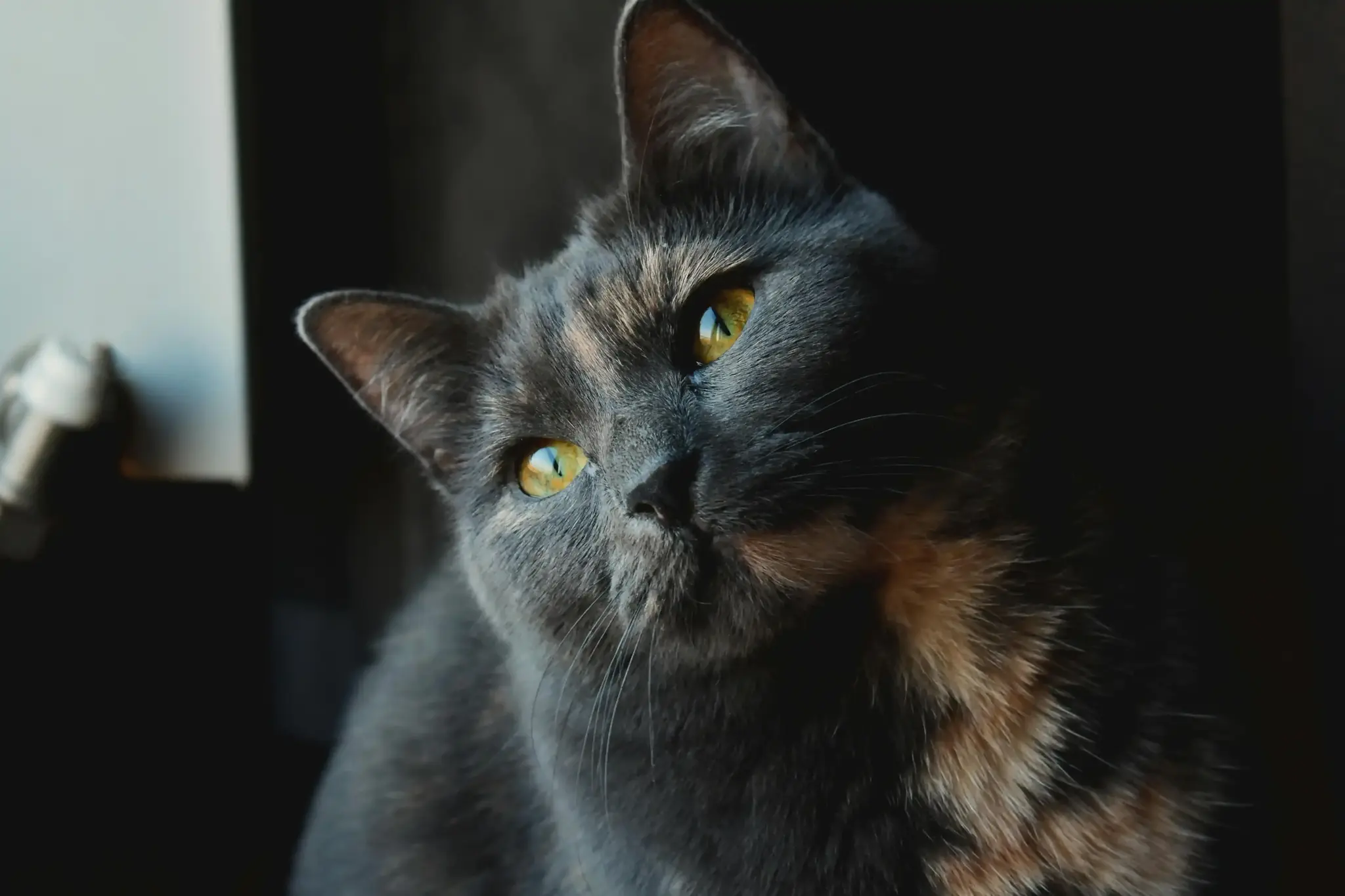 Kattenspeciaalzaak bakel
